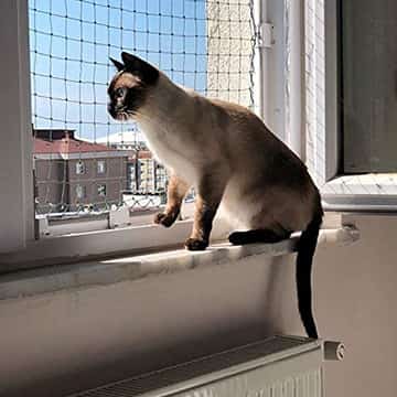 Rede de Proteção para Gatos em SP