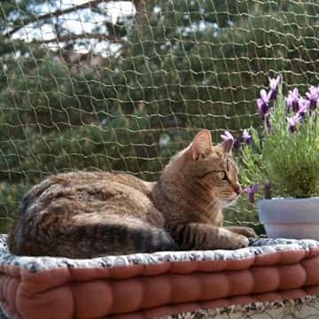 Rede de Proteção para Gatos na cidade de SP